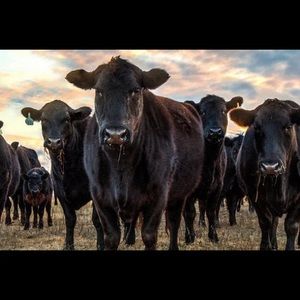 Meet your Posher, Colton